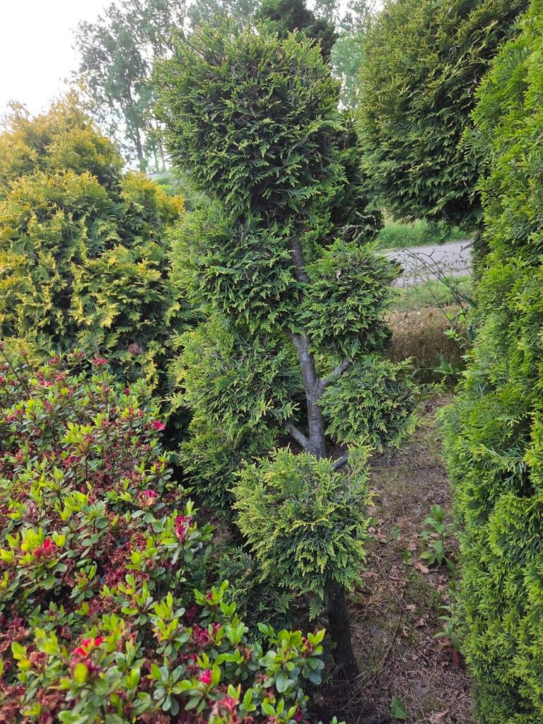Thuja occidentalis 'Brabant' of een Cupressocyparis, Tuin en Terras, Planten | Bomen, Ophalen, Bloeit niet, Halfschaduw, Overige soorten