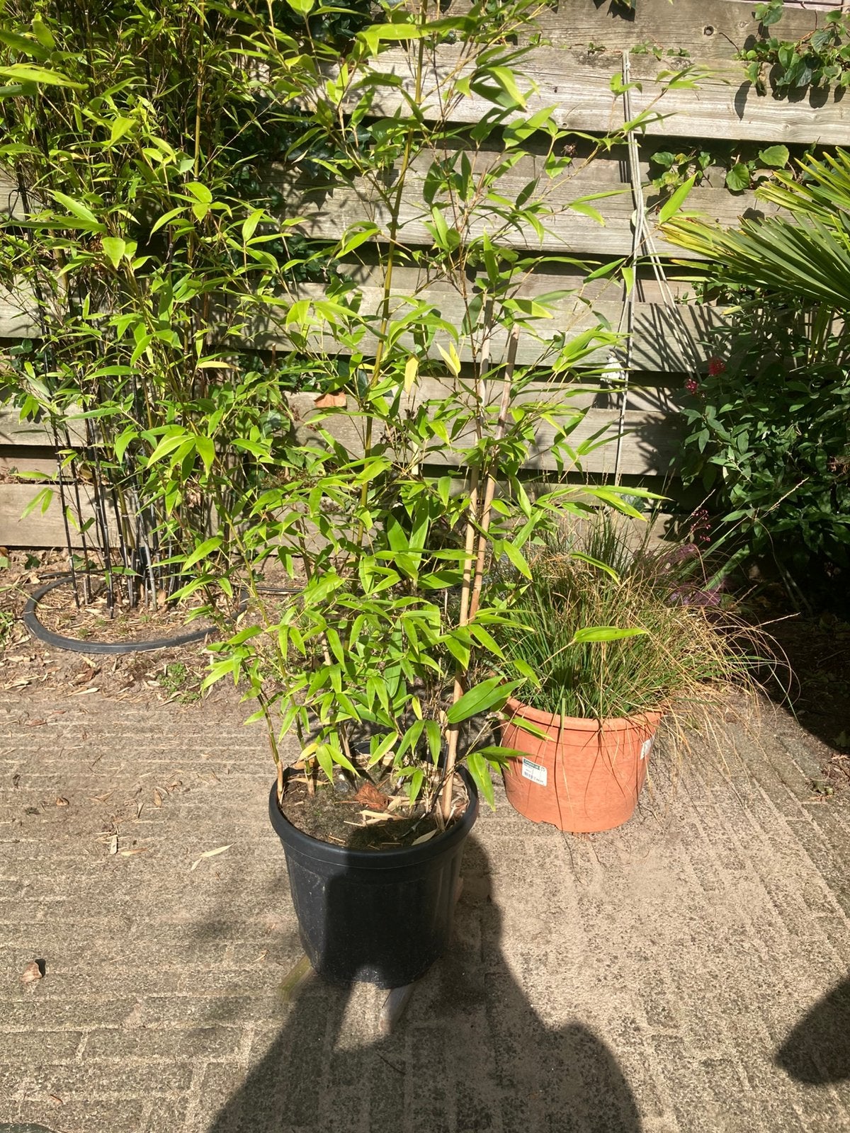 Zwarte bamboe, Tuin en Terras, Vaste plant, Bloeit niet, Halfschaduw, Ophalen