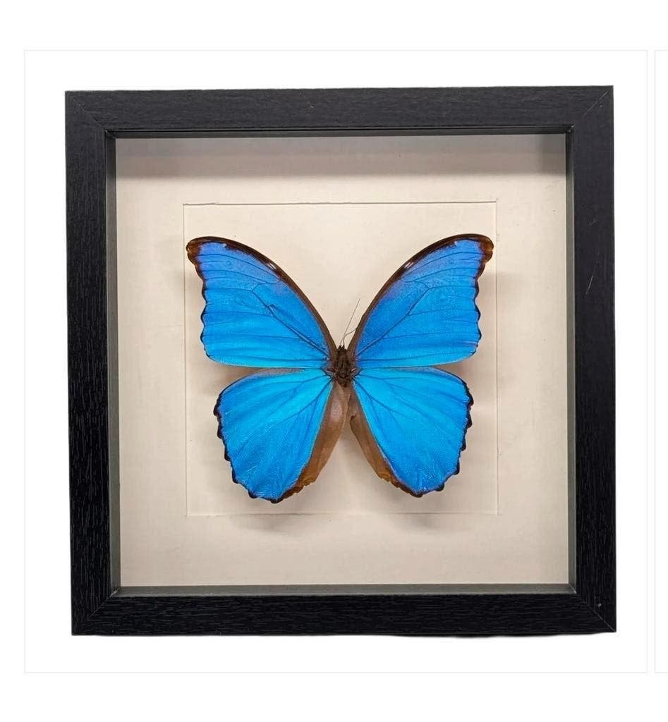 Morpho Didius in lijst 25x25 cm