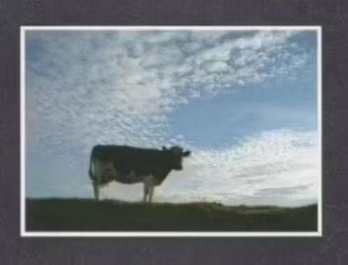 Friese Koe Zwart Wit Schapenwolken Landschap 1986., Verzamelen, Ophalen of Verzenden, 1980 tot heden, Ongelopen, Overige soorten
