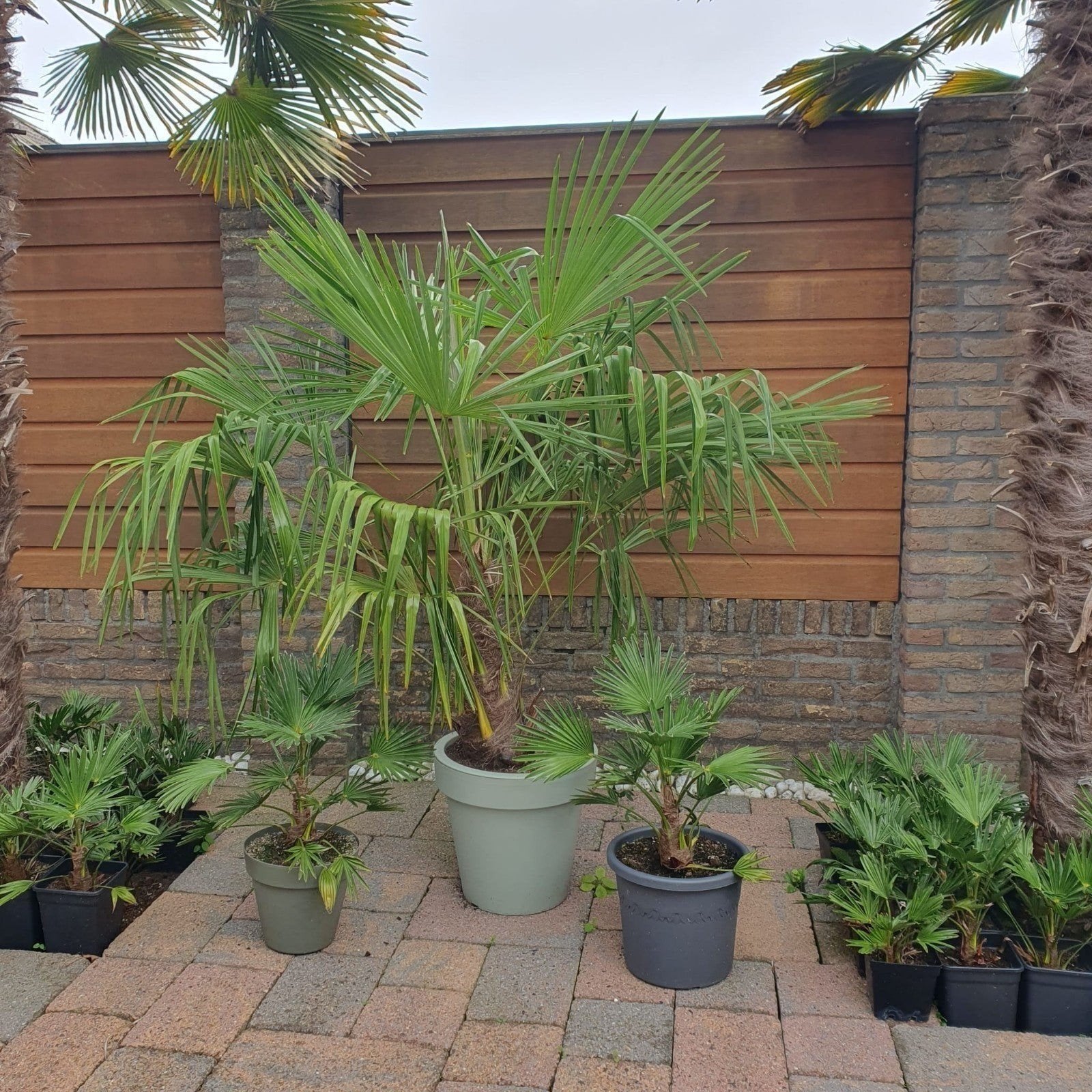 Trachycarpus Fortunei Palmboom - 1.50/1.60m hoog, Ophalen, Bloeit niet, Overige soorten, Volle zon