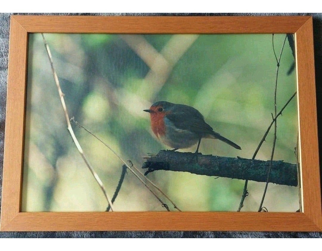 Roodborstje ... foto ... in lijst ... 35 x 55 cm., Ophalen of Verzenden