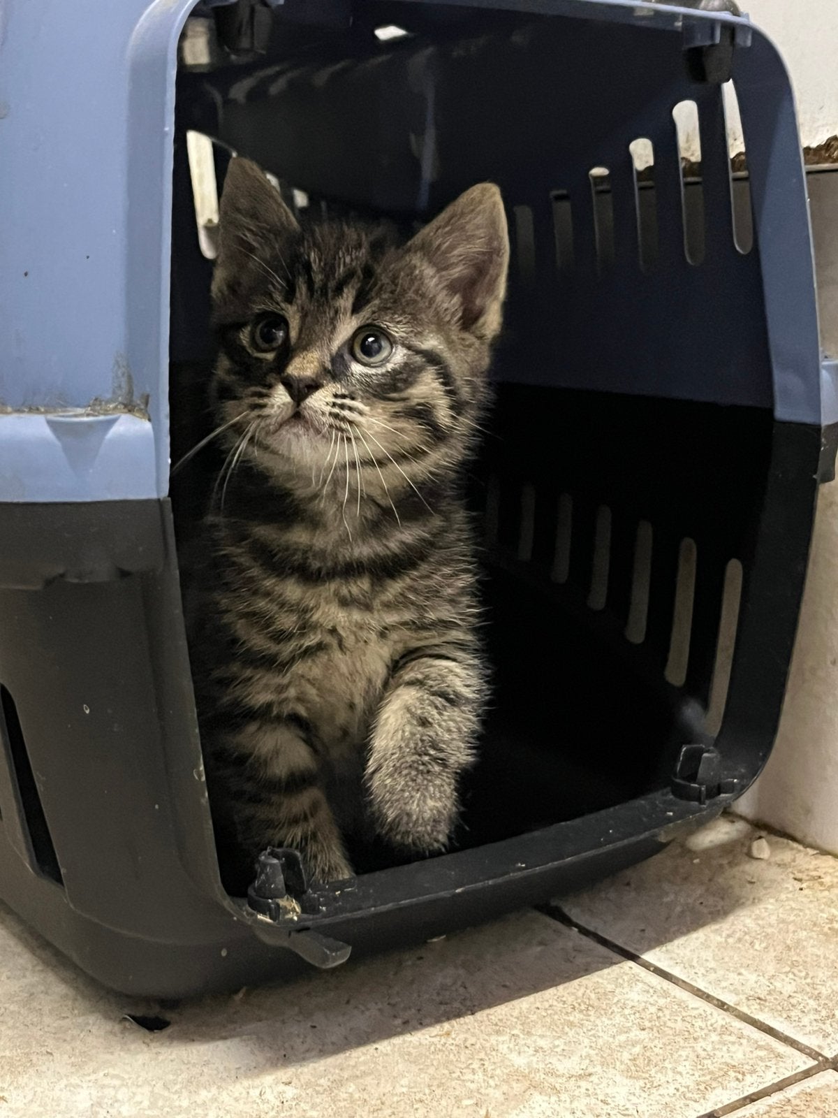 Lieve kittens zoeken nieuw thuis!, Meerdere dieren, Kortharig, 0 tot 2 jaar