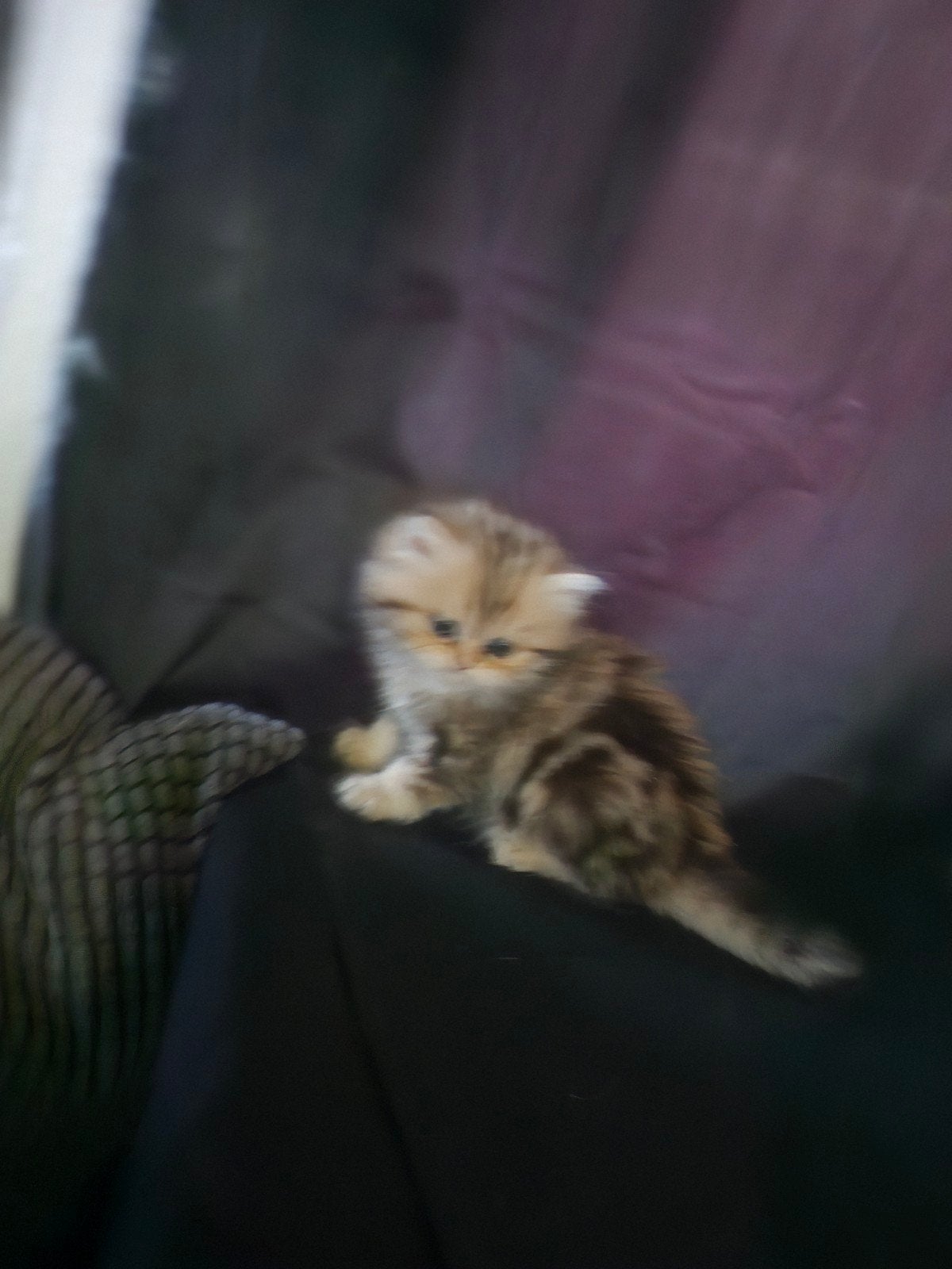 Prachtige en lieve Britse langharige katten, poesje en kater, Dieren en Toebehoren, Katten en Kittens | Raskatten | Langhaar, Poes