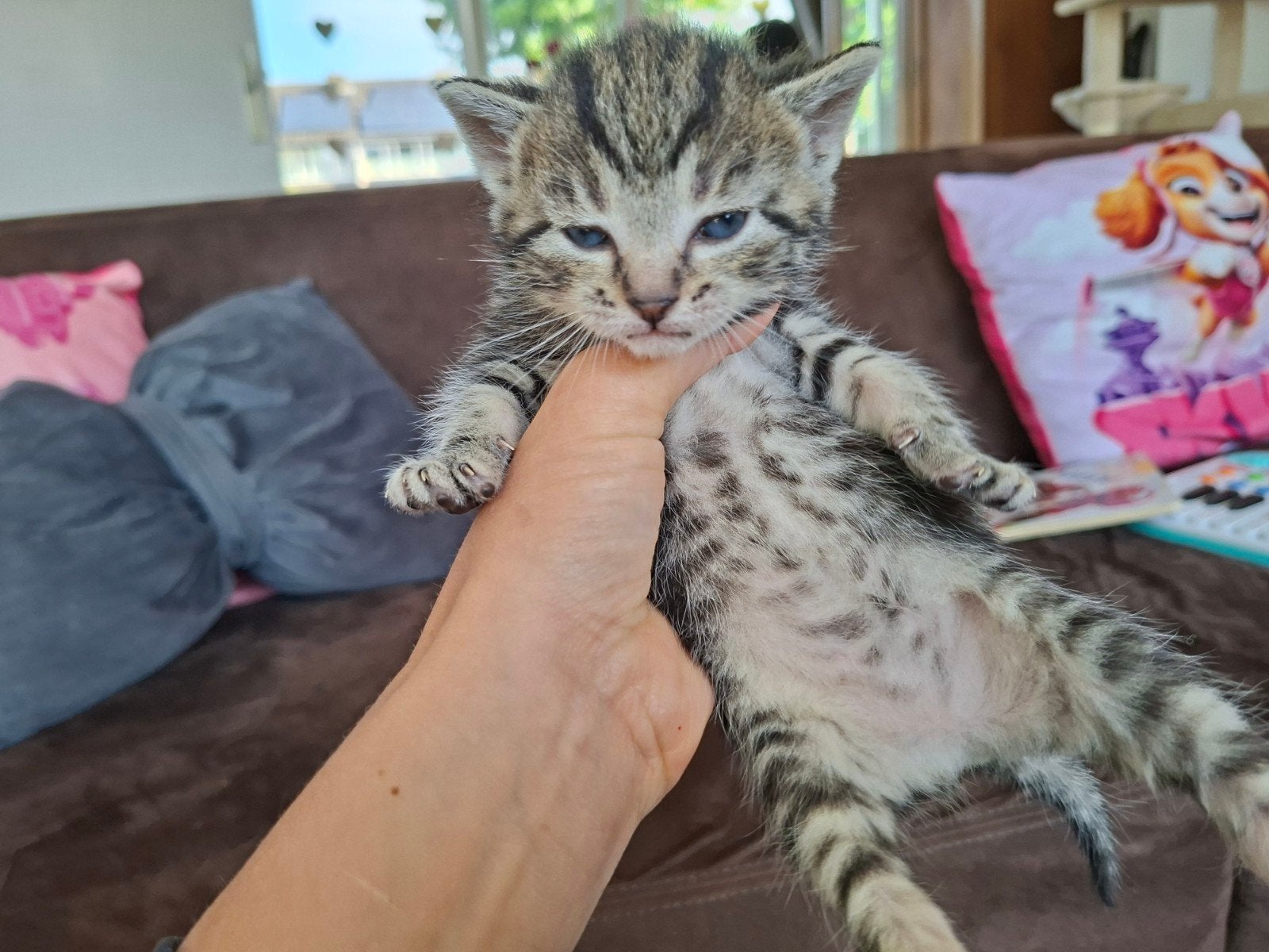 Kittens