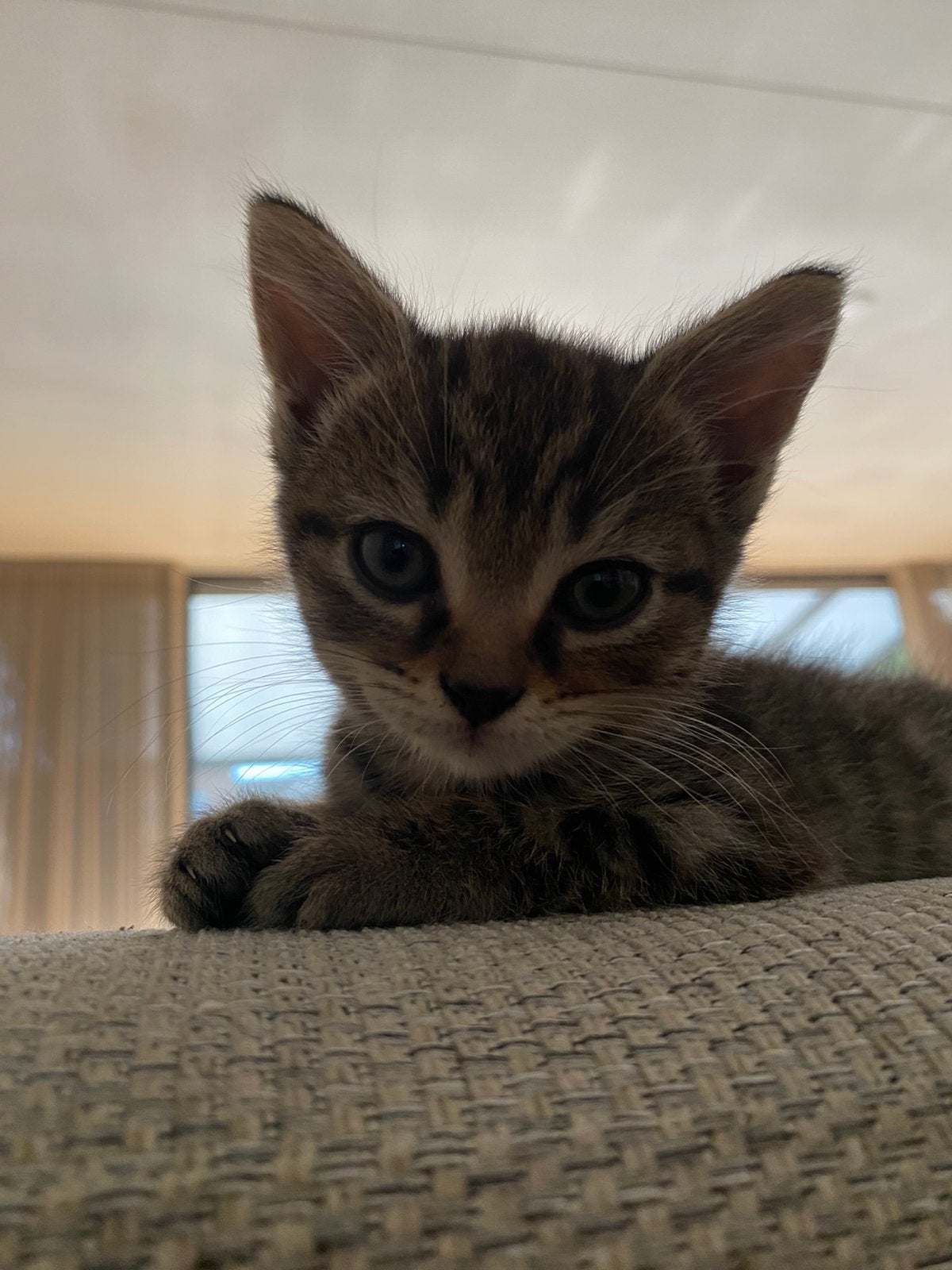 Kitten half maine coon half britse korthaar, Poes, 0 tot 2 jaar
