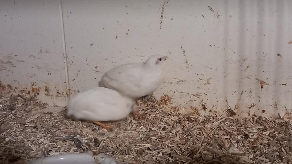 Witte chinese dwergkwartels, Dieren en Toebehoren, Pluimvee, Geslacht onbekend, Overige soorten