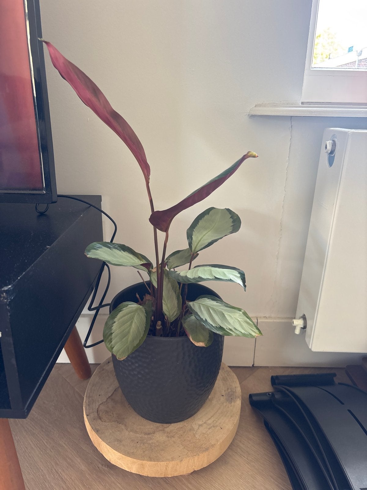 Calathea in pot - Groene kamerplant, Ophalen, Overige soorten, Halfschaduw, In pot