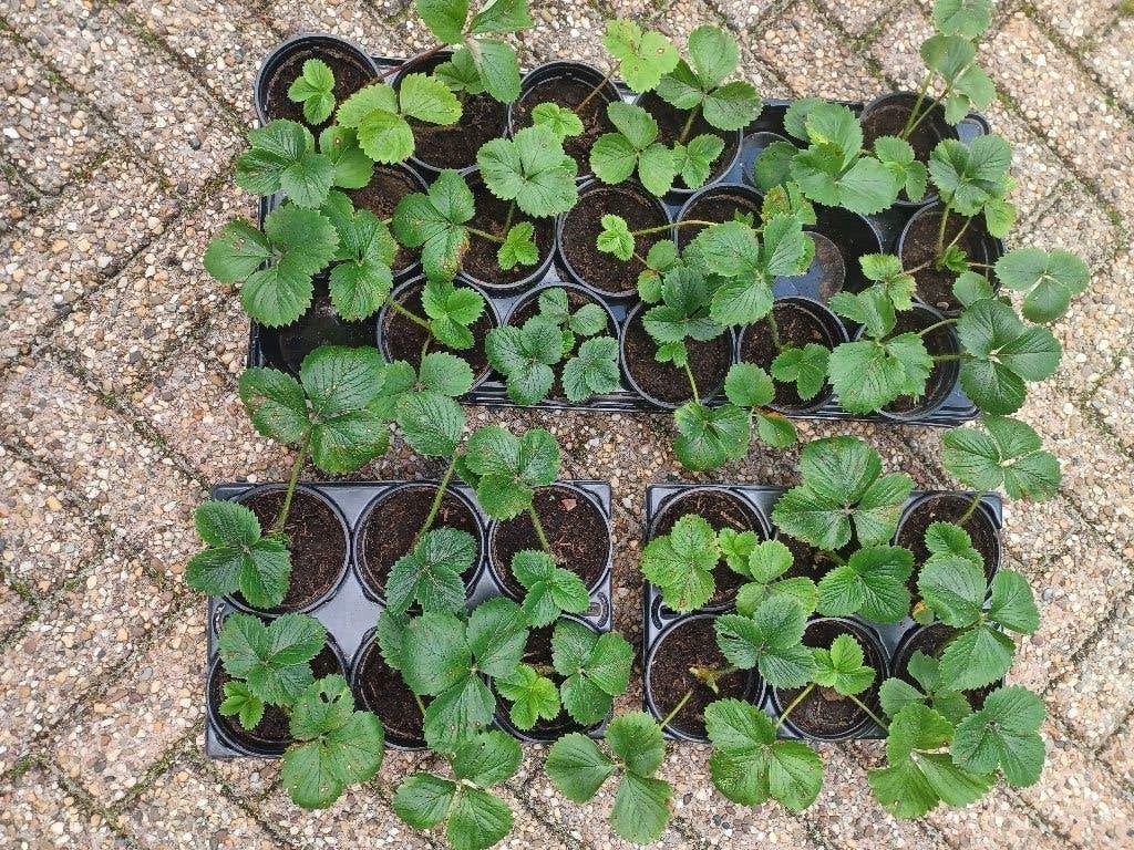 25 aardbeienplanten, Ophalen, Fruitplanten, Volle zon