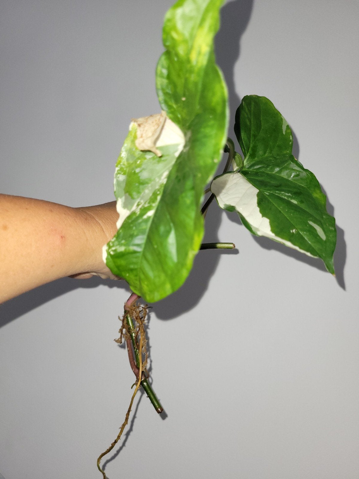 Syngonium Albo Variegata stek met wortels, Huis en Inrichting, Kamerplanten, Ophalen of Verzenden, Halfschaduw, Minder dan 100 cm