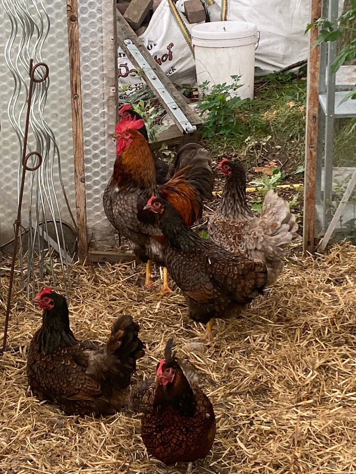 Koppel barnevelder kippen, 5 hennen 1 haan, Dieren en Toebehoren, Pluimvee, Meerdere dieren, Kip