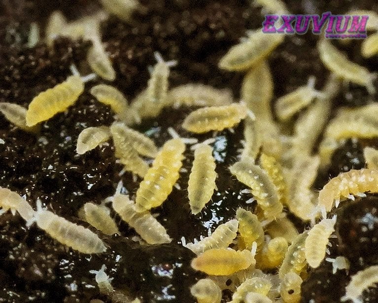 Ceratophysella isabellae Yellow Gele Albino Springstaartjes, Overige soorten