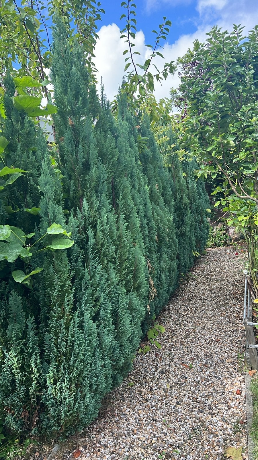Coniferen (Thuja Brabant) ca. 100-150 cm - Zelf uitgraven, Volle zon, Bloeit niet, 100 tot 250 cm, Overige soorten