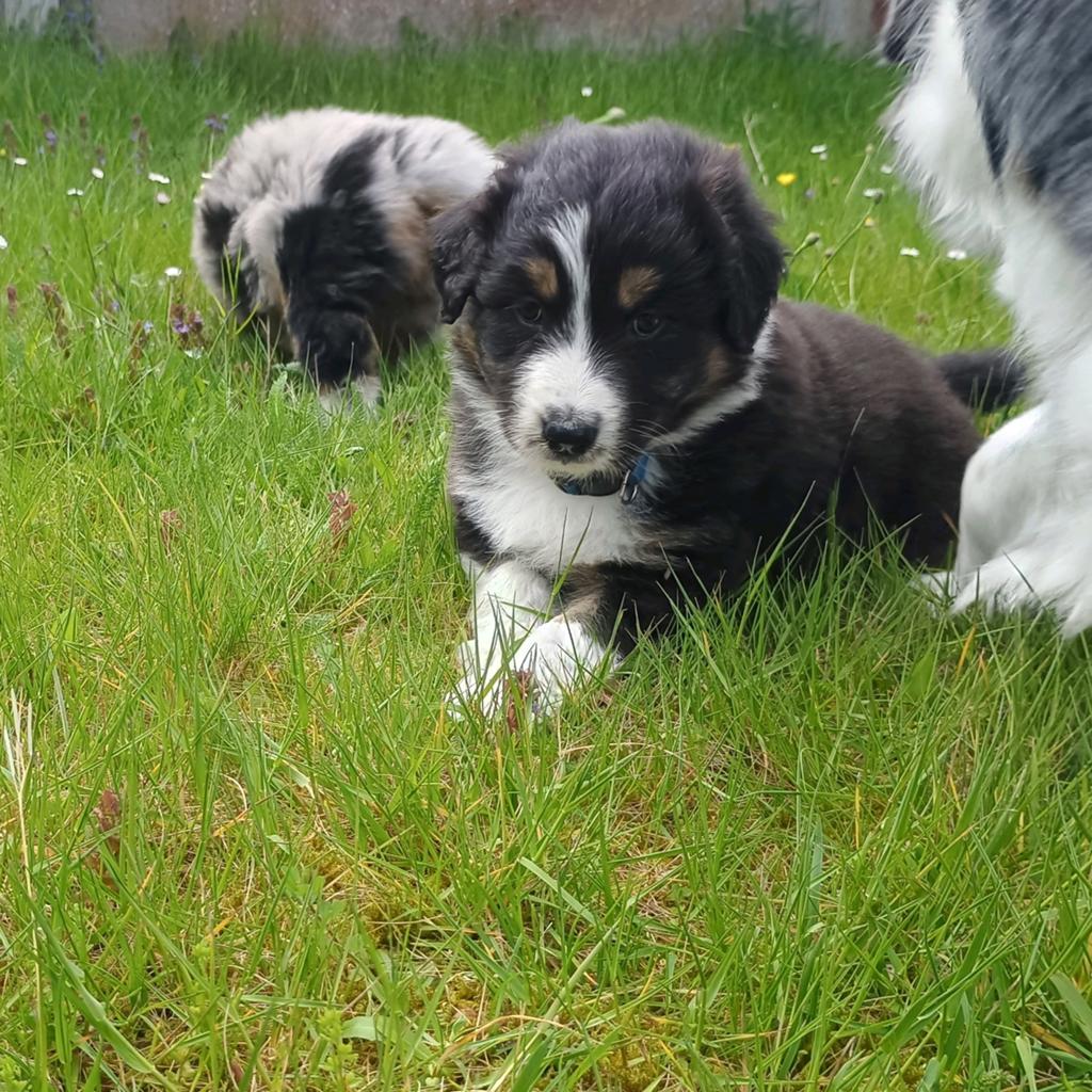 Australian Shepherd reutje Black tri, Dieren en Toebehoren, Honden | Herdershonden en Veedrijvers, Parvo, 8 tot 15 weken, Meerdere dieren