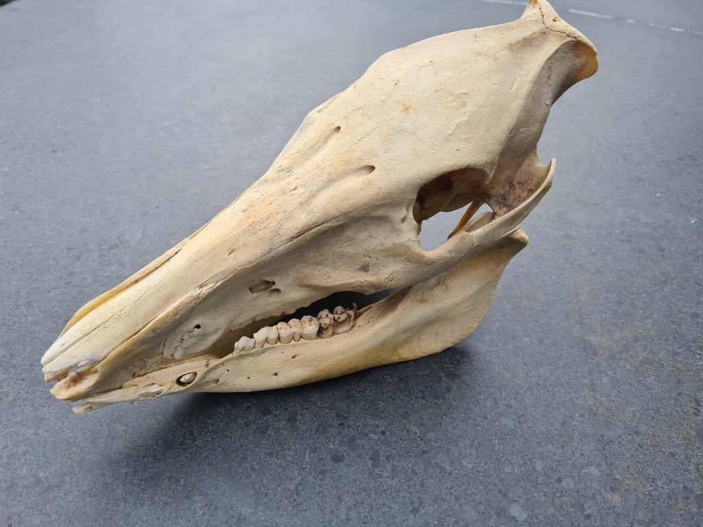 Schedel zwijn, Verzamelen, Dierenverzamelingen, Ophalen of Verzenden, Gebruikt, Wild dier, Schedel