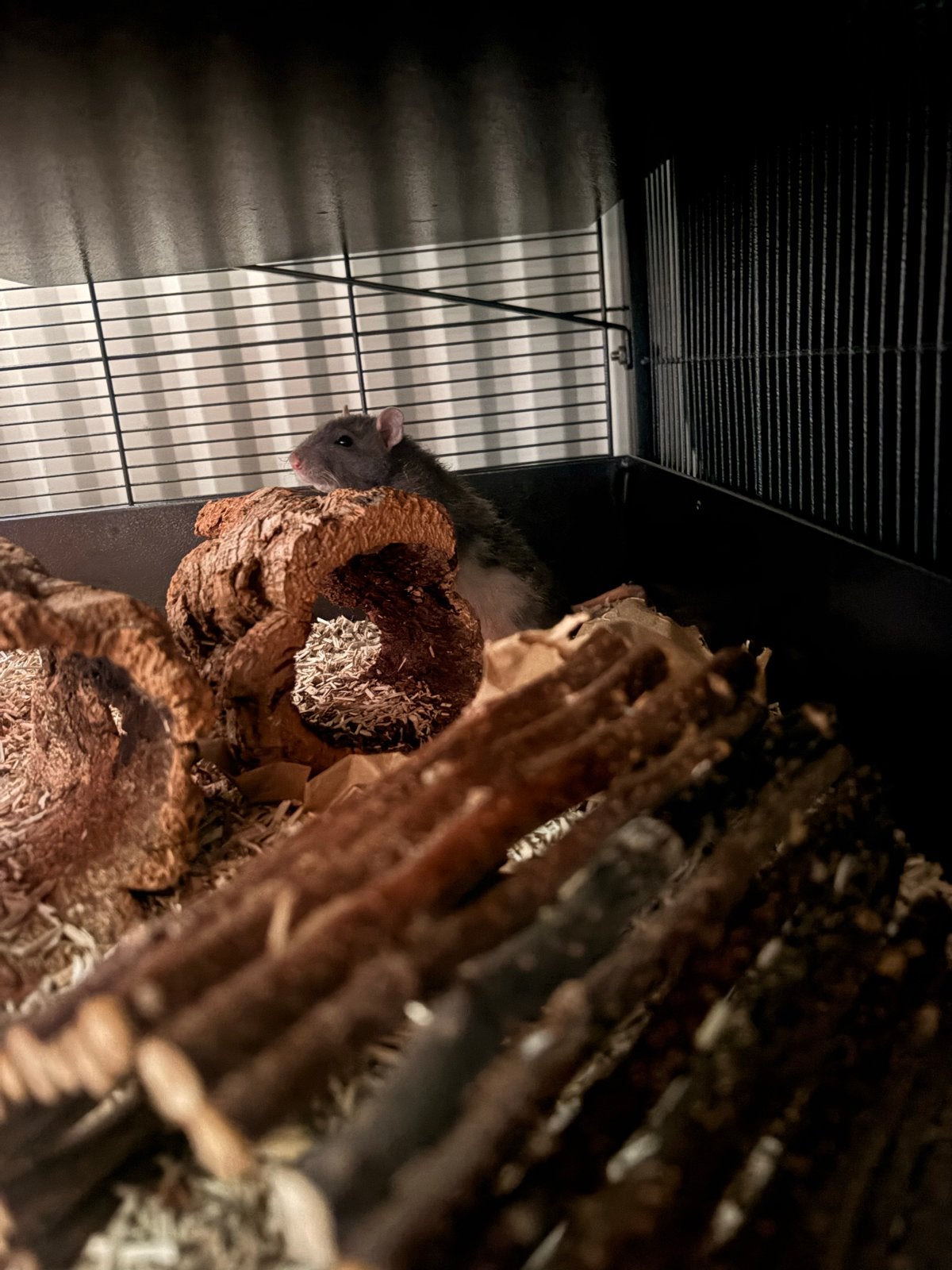 Twee ratjes op zoek naar een fijne eigenaar, Dieren en Toebehoren, Knaagdieren, Rat, April, Mannelijk, Tam
