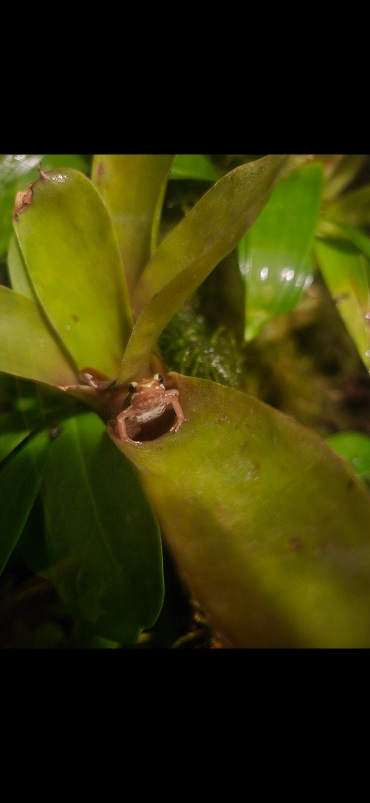 Epipedobates anthonyi tricolor gifkikker Frog photo 2