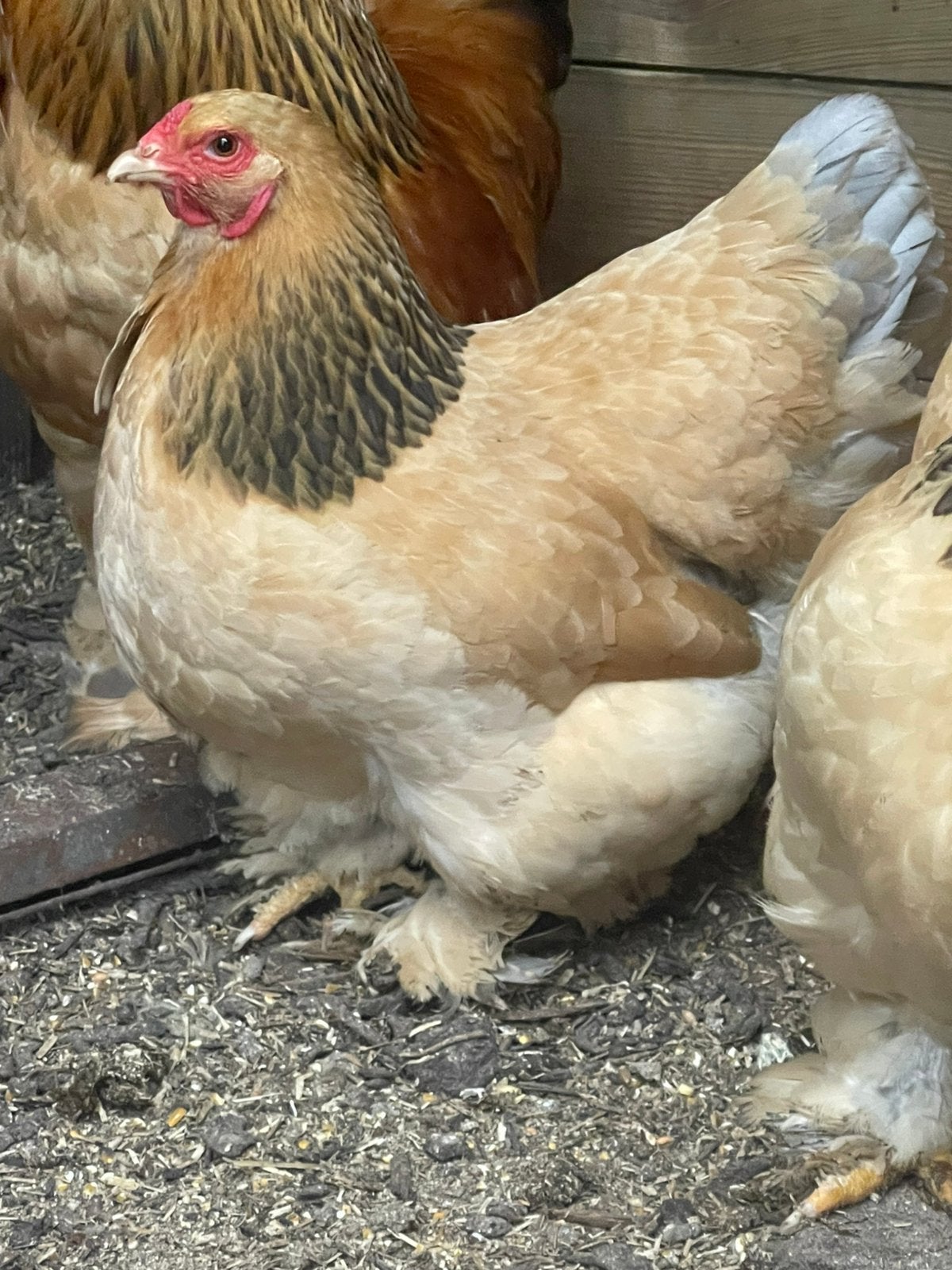 2 Brahma kriel hennen van 2025 en 2026, Dieren en Toebehoren, Pluimvee, Vrouwelijk, Kip