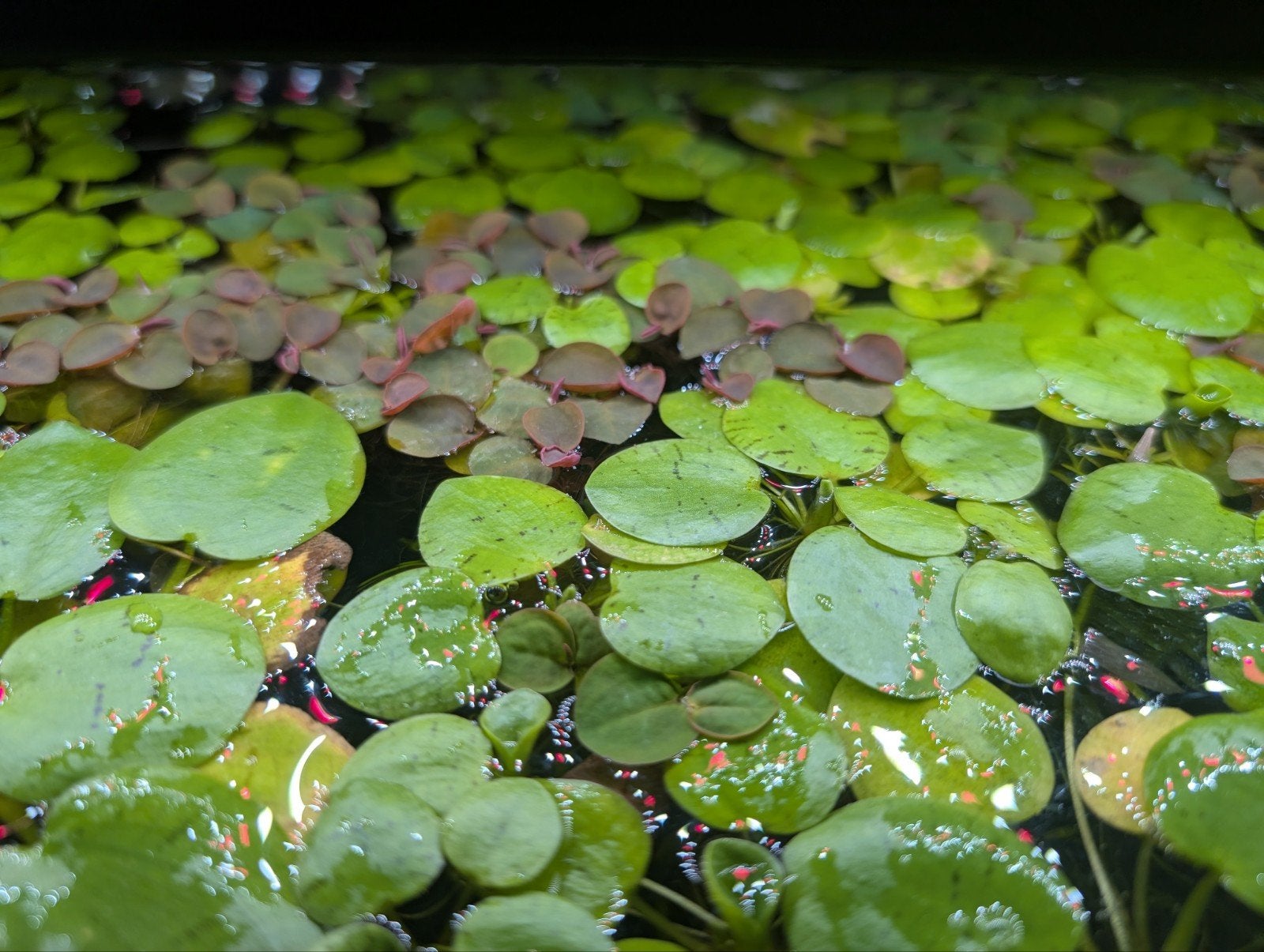 Frogbite and Red Rootfloaters, Ophalen