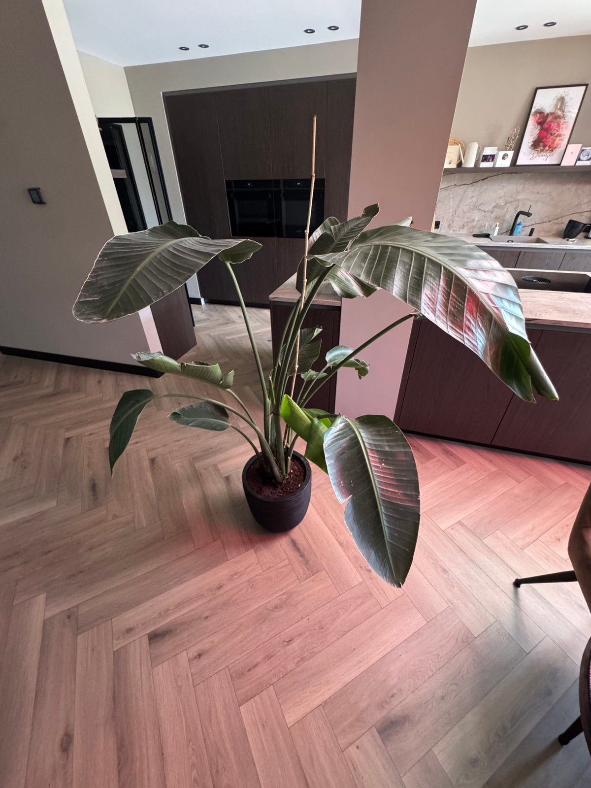 Strelitzia binnenplant (zonder pot), Huis en Inrichting, Ophalen, Volle zon, 150 tot 200 cm