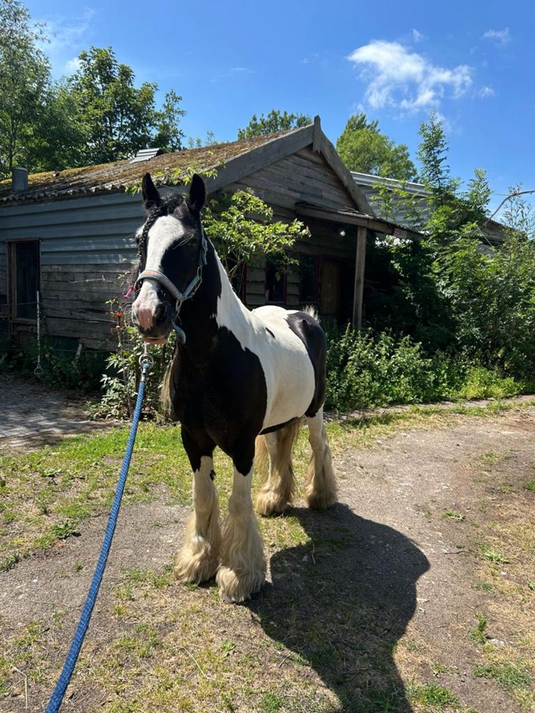 Onze lieve tinker pony zoekt een 5 huisje, Gechipt, Minder dan 160 cm, Ruin, Zadelmak
