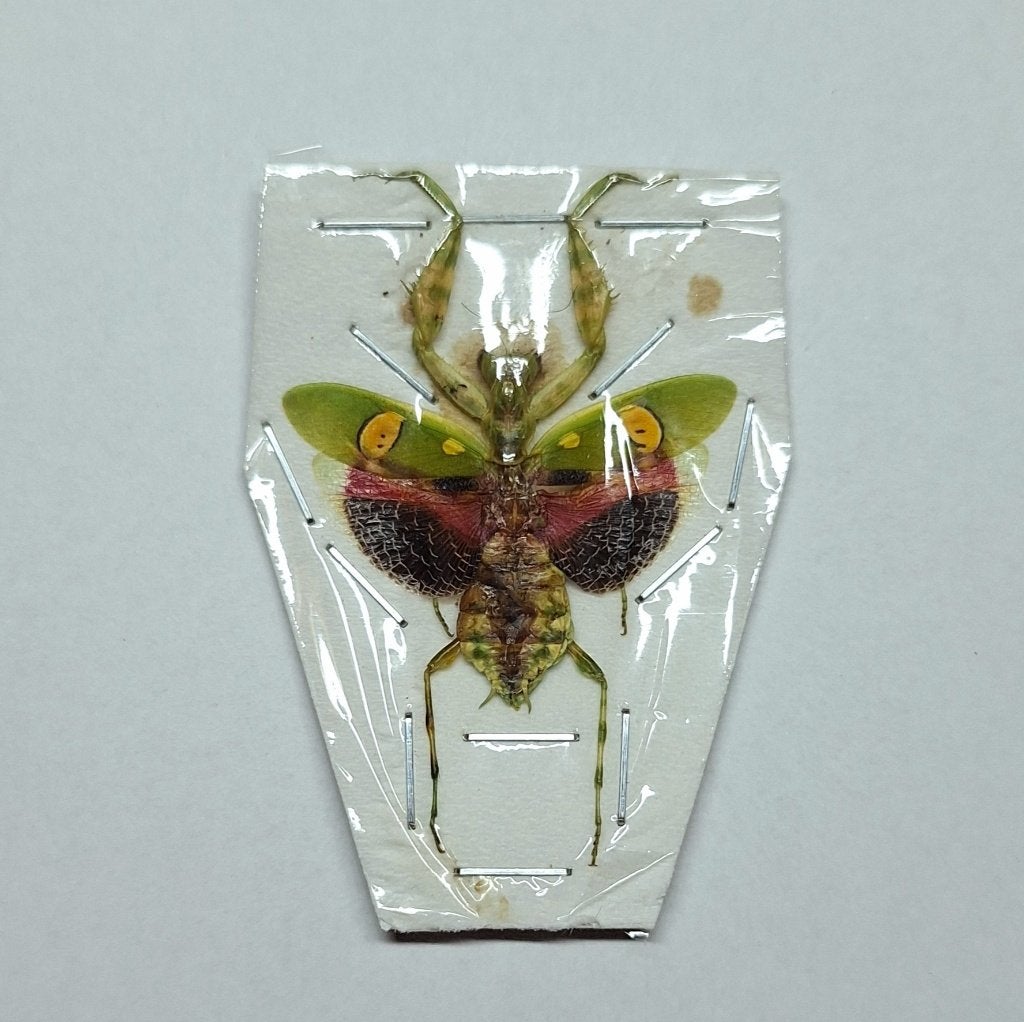 ongeprepareerde bidsprinkhaan creobroter gemmatus, Ophalen of Verzenden, Nieuw, Insect, Opgezet dier