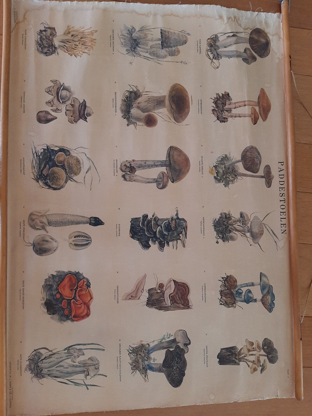 Originele vintage schoolplaat Paddestoelen, Antiek en Kunst, Antiek | Schoolplaten, Ophalen, Natuur en Biologie