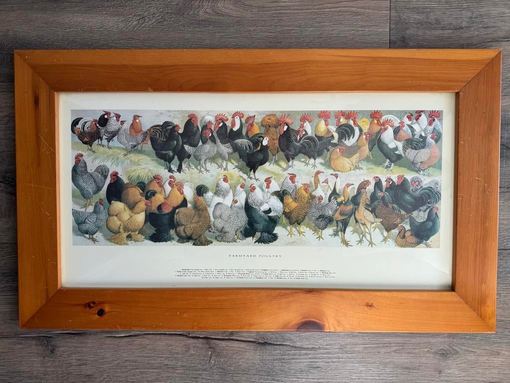 Kippen schilderij print, Gebruikt, Ophalen of Verzenden, Voor 1940, Dier