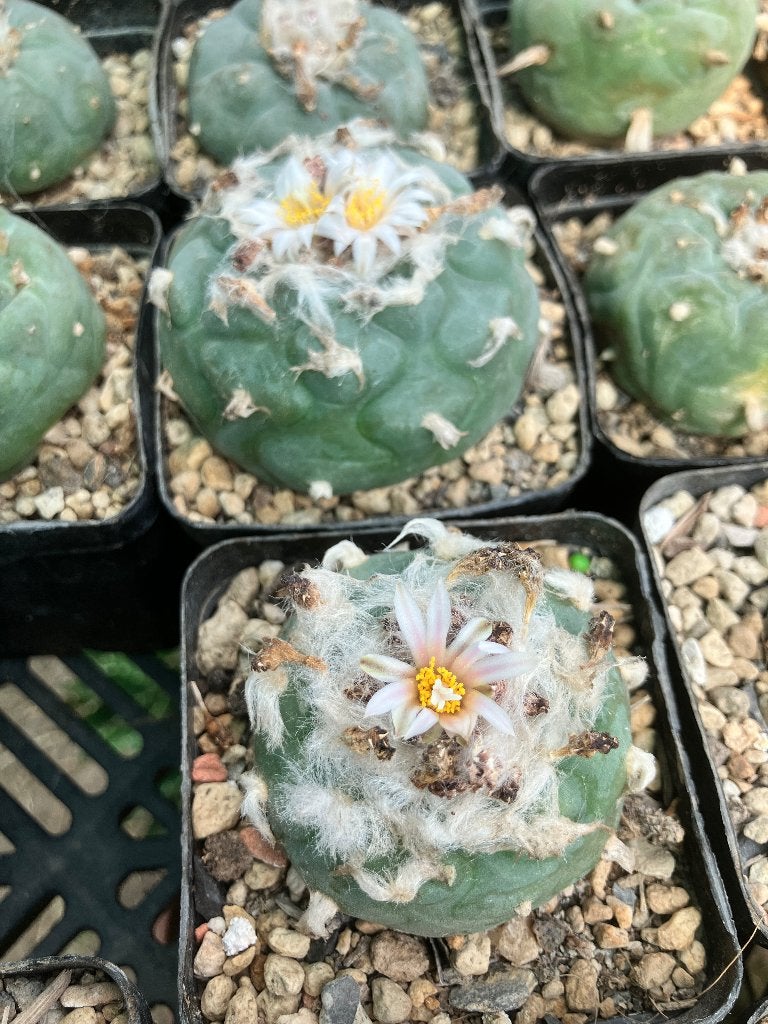 Lophophora Koehresii. 2 stuks in 7 cm pot, Ophalen of Verzenden, Halfschaduw, Minder dan 100 cm