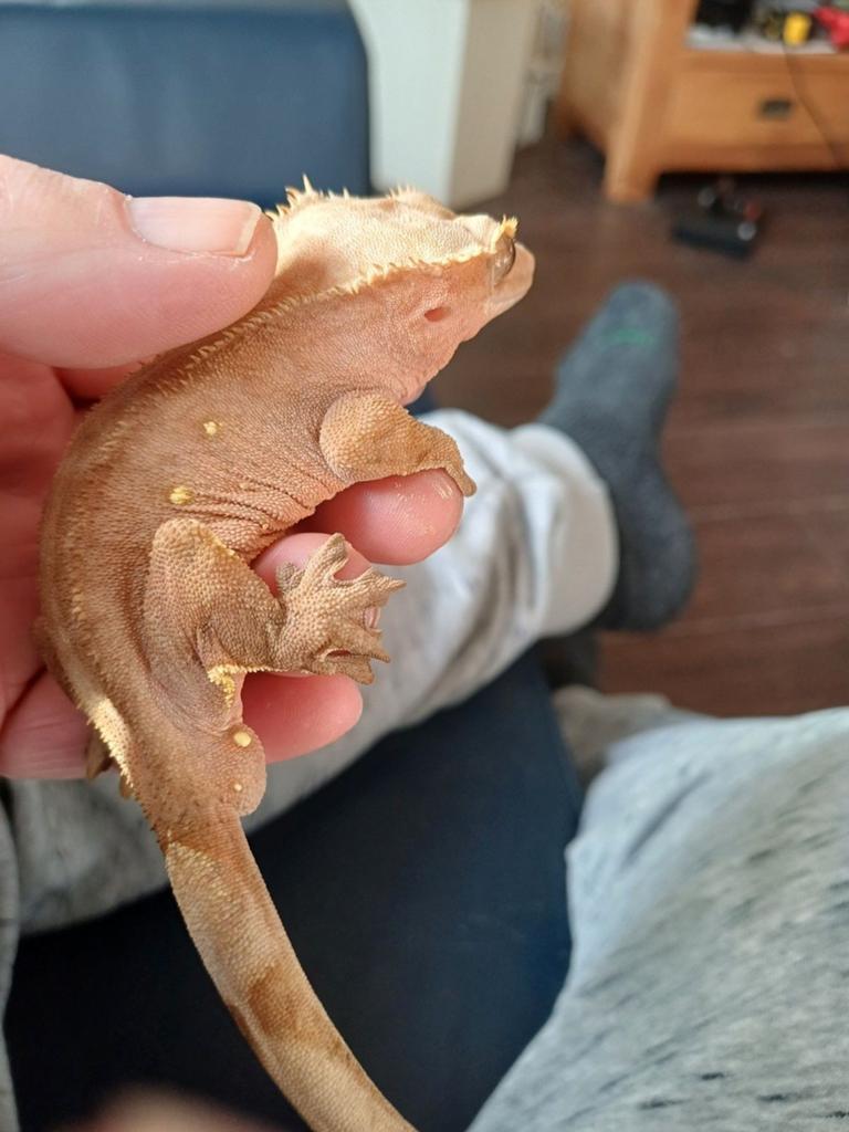 Tekoop mooie wimper gekko man Crested Gecko - male for sale from Hubert