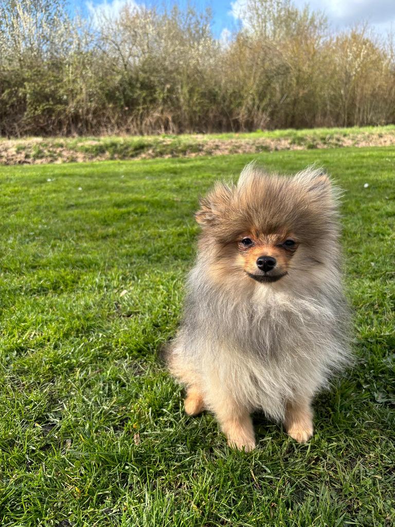 Lieve en vrolijke pomeriaan reutje pup te koop!, Keeshond, 15 weken tot 1 jaar, Reu, Parvo