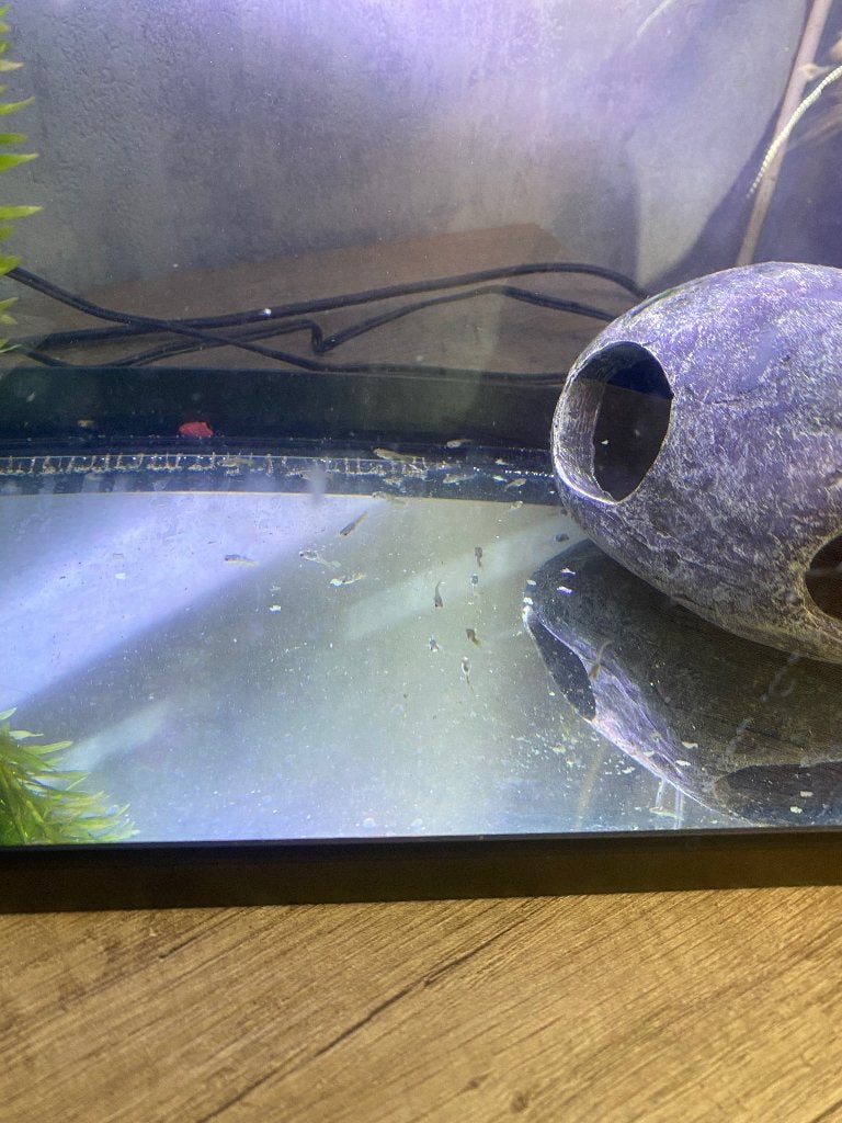 Guppy’s te koop, Dieren en Toebehoren, Vissen | Aquariumvissen, Vis