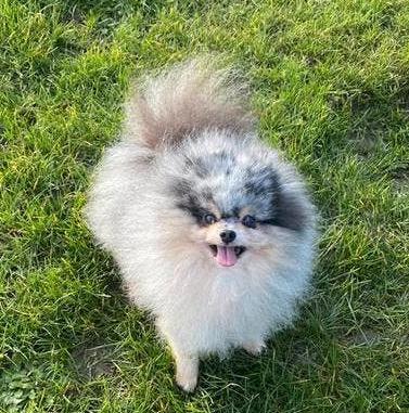 Mooie kleine Merle tan pomeranian dekreu / pomeriaan dekreu, 6 jaar of ouder, Reu, Parvo, Eén hond