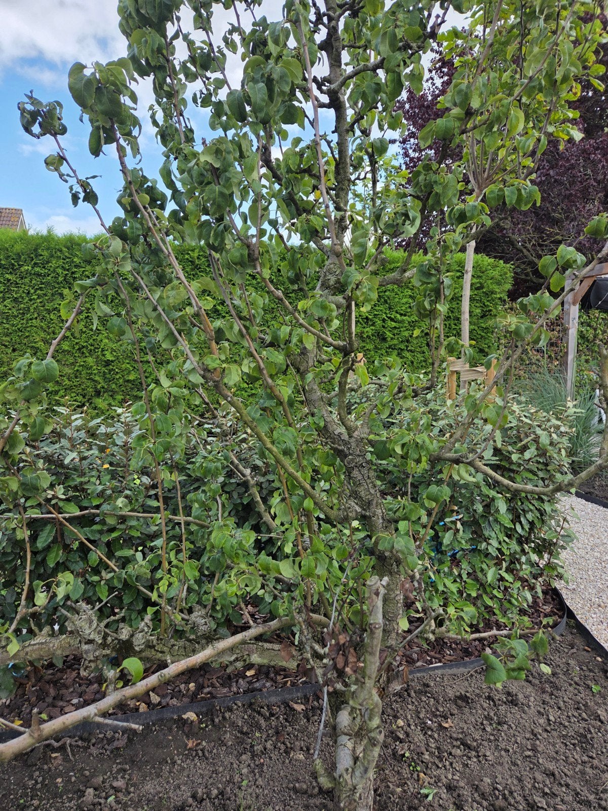 Conference perenboom: Prachtige boom voor uw tuin, Tuin en Terras, Planten | Bomen, Overige soorten, Lente, 250 tot 400 cm, Ophalen
