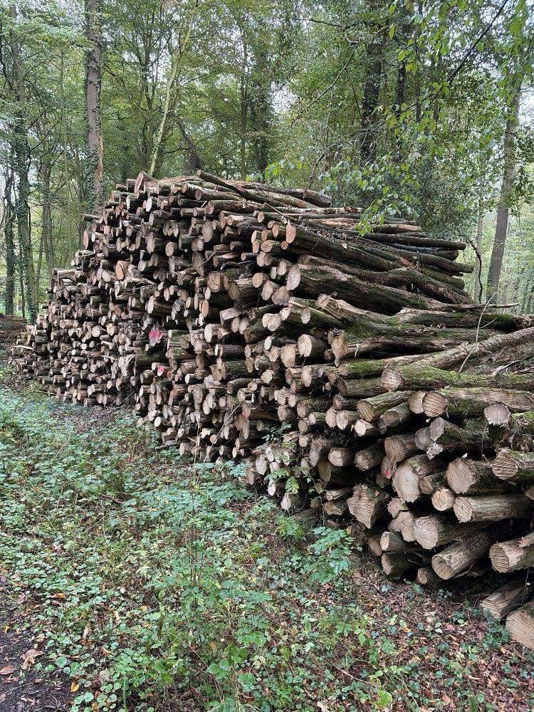 Brandhoutstam  per volle vracht.Prijs in overleg ivm afstand, 6 m³ of meer, Ophalen, Overige houtsoorten, Stammen