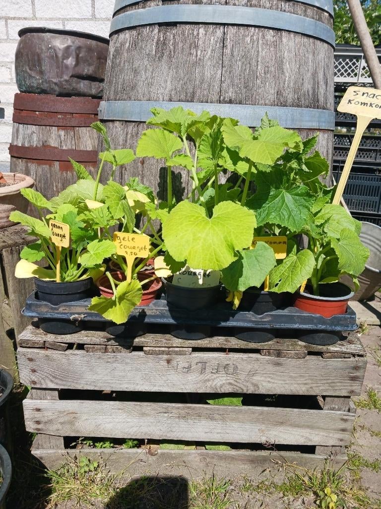Diverse courgette, pompoen, komkommer, meloen en tomaten, Ophalen, Volle zon, Groenteplanten, Eenjarig