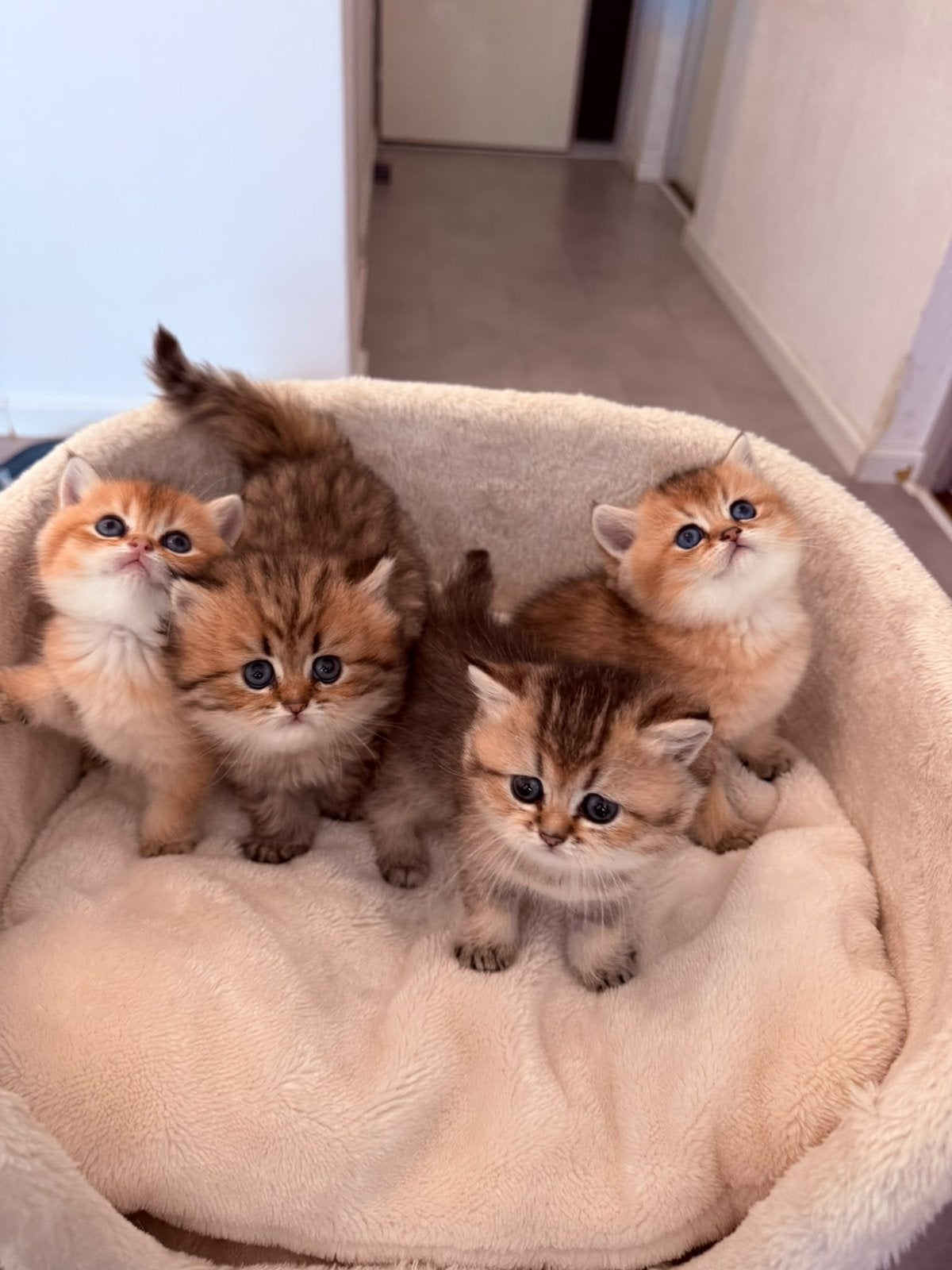 Britse korthaar golden kittens, NOG MAAR 1 OVER!, Dieren en Toebehoren, Meerdere dieren, Ontwormd