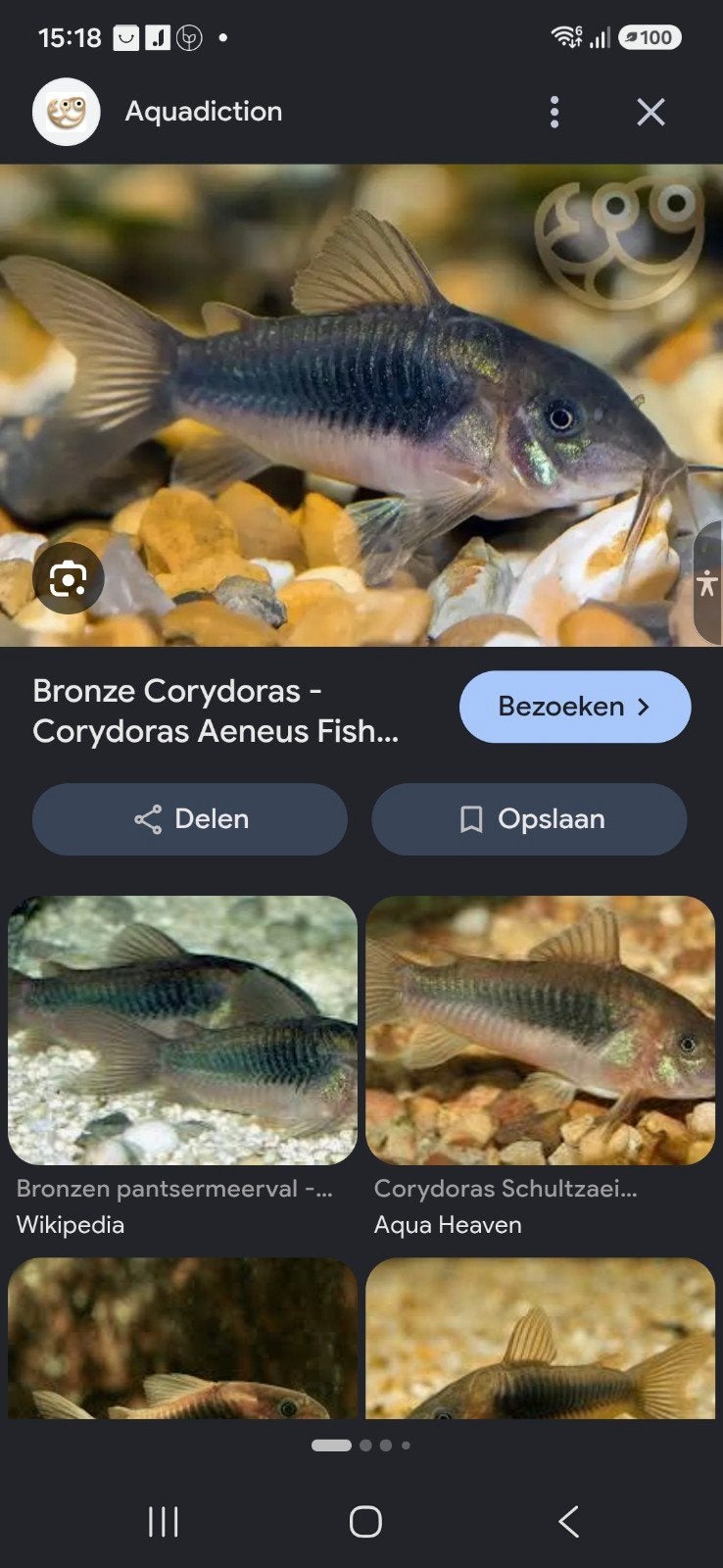 Bronzen pantsermeerval. Corydoras Aeneus, Dieren en Toebehoren, Vis