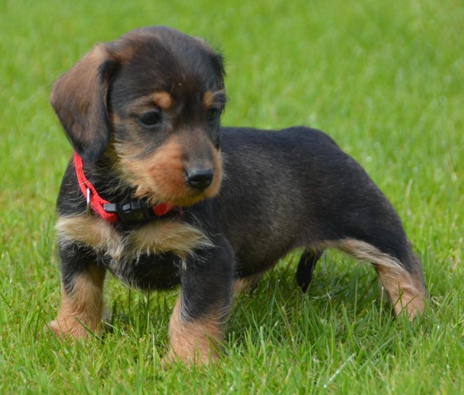 Originele ruwharige Teckel pups Huiselijk opgegroeit, Parvo, 8 tot 15 weken, Dwerg, Meerdere dieren