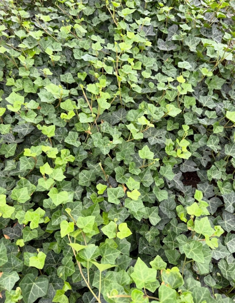 hedera hibernica klimop of als bodembedekker, Ophalen of Verzenden, Klimplanten, Halfschaduw