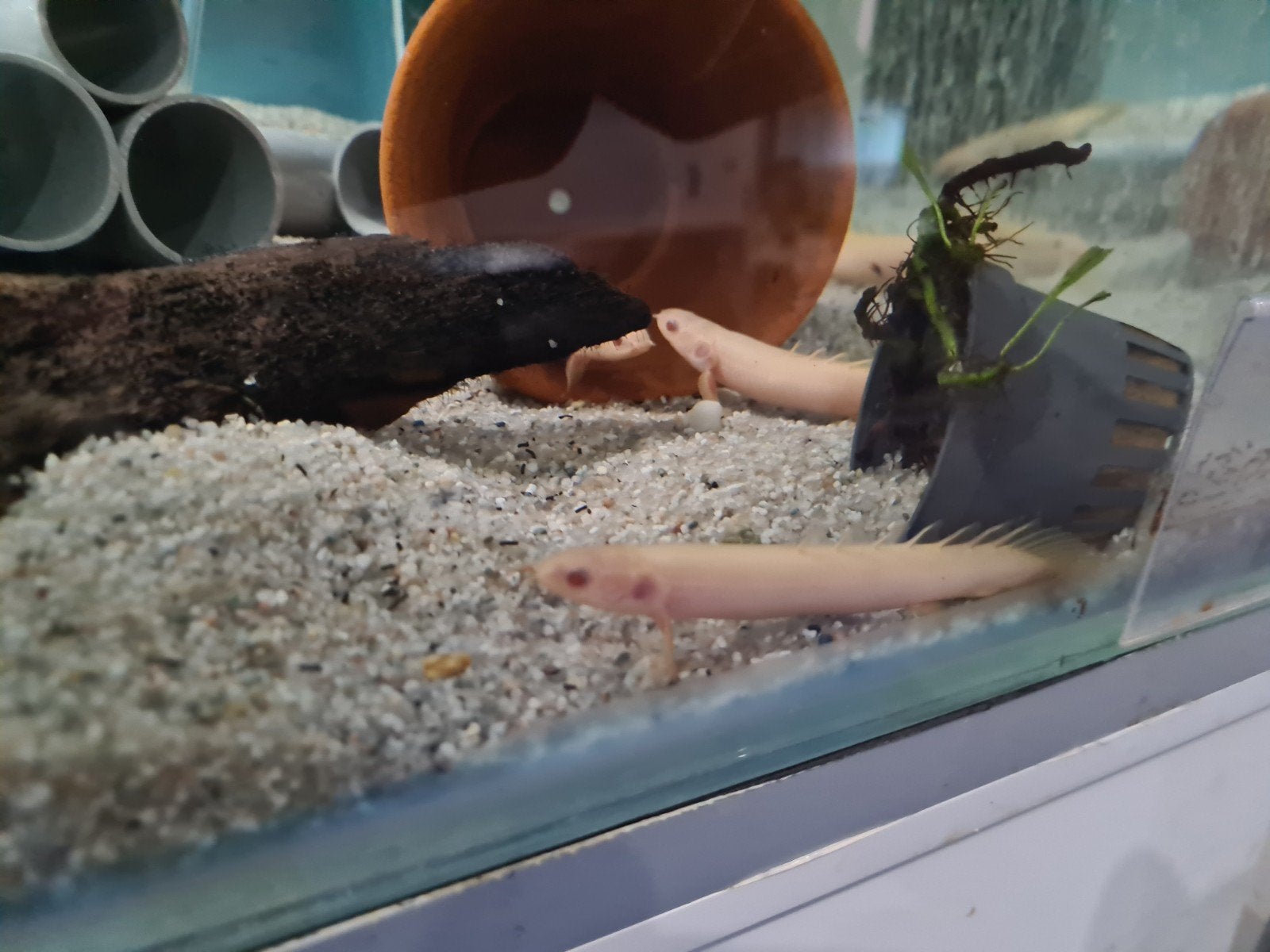 Polypterus Senegalus Albino, kwastvinsnoek, Dieren en Toebehoren, Vis, Zoetwatervis