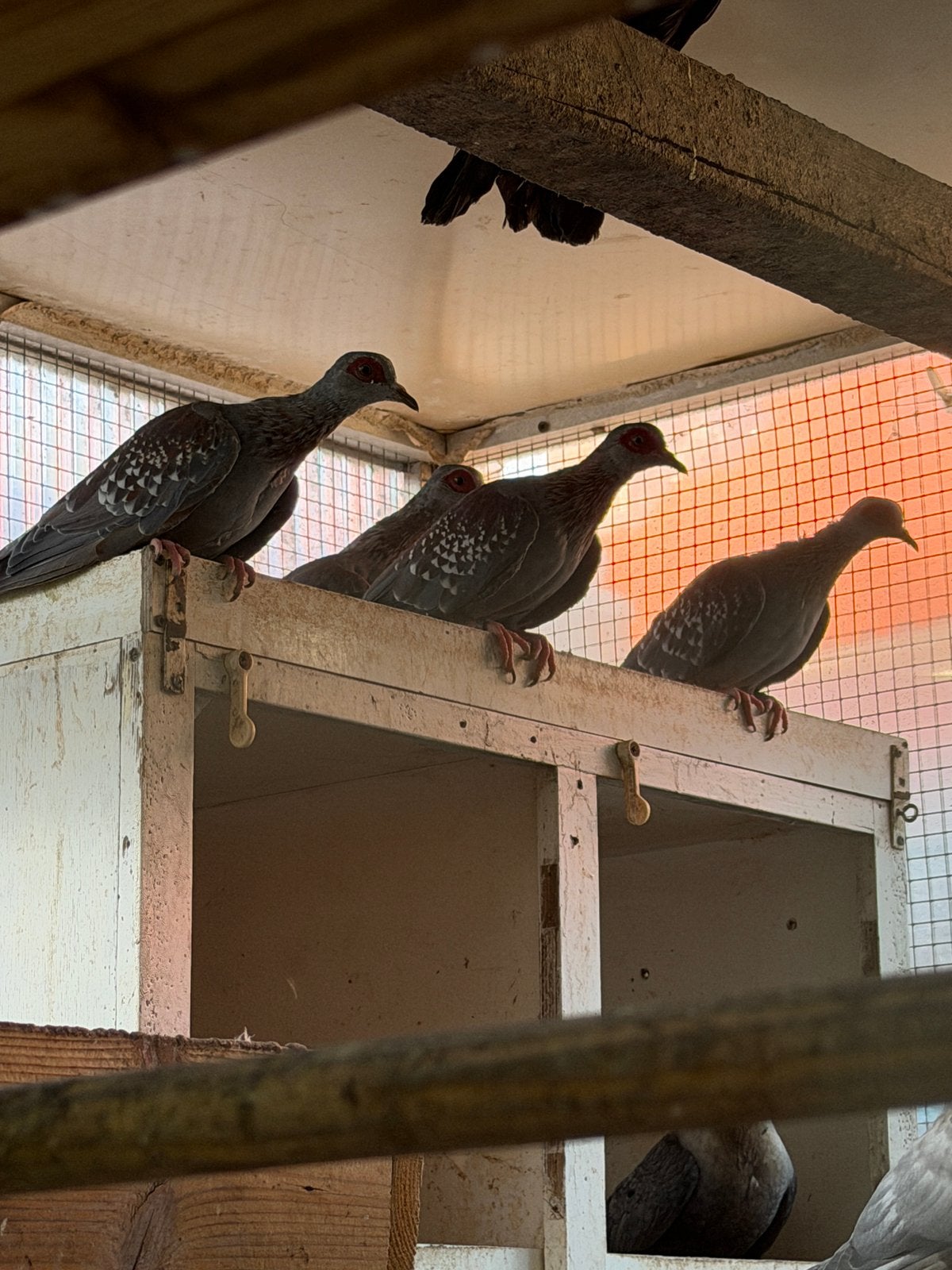 6 Guineaduiven te koop, Meerdere dieren, Geringd