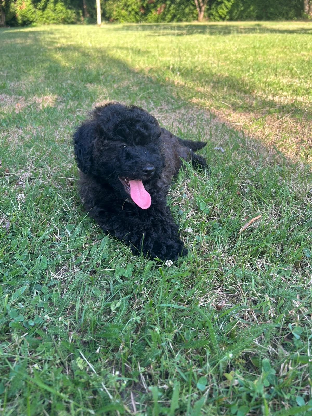 Maltipoo x mini labradoodle, Dieren en Toebehoren, Parvo, 8 tot 15 weken, Meerdere, Meerdere dieren