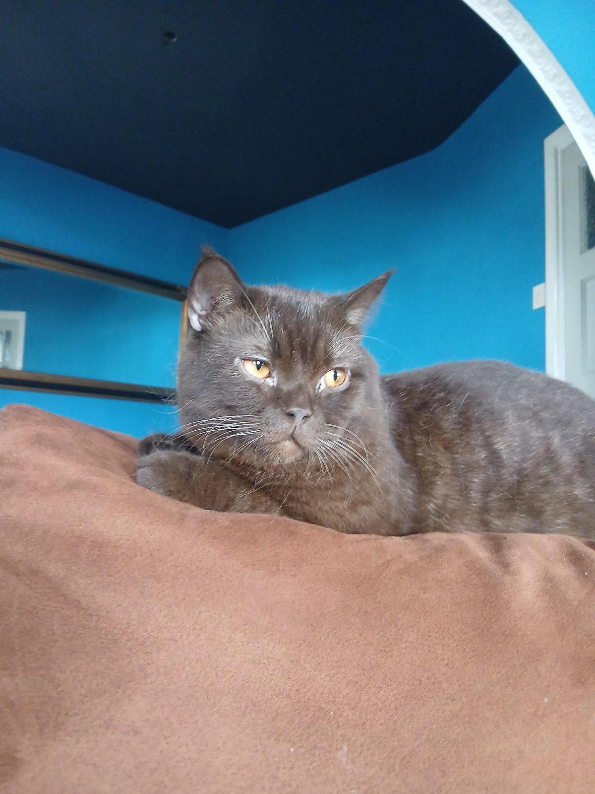 Britse korthaar, Kater, Kortharig, 0 tot 2 jaar