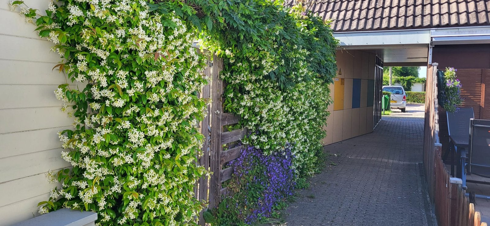 Toscaanse jasmijnen mooi friisse jonge planten 100cm nu 5,95, Ophalen, Volle zon, Vaste plant, Klimplanten