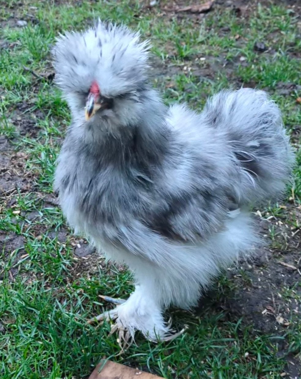 Super tam zijdehoen haantje zoekt goed huisje, Dieren en Toebehoren, Mannelijk, Kip