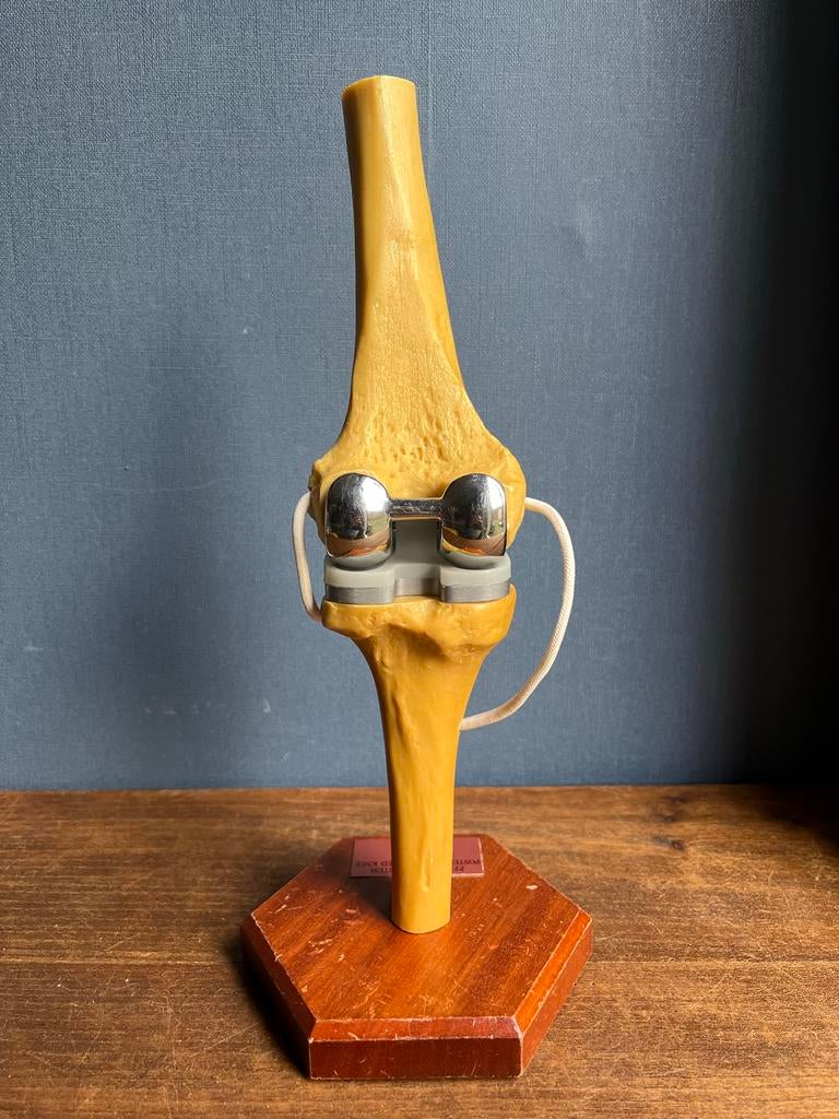 Anatomisch model knie, Diversen, Ophalen of Verzenden