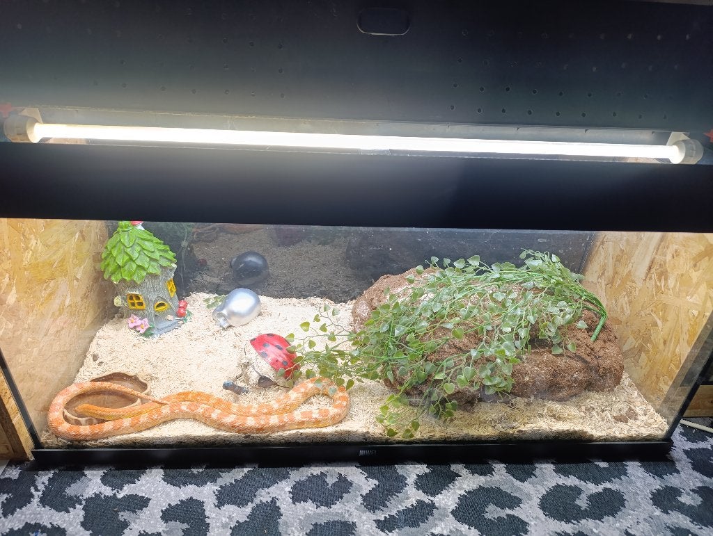 Rattenslang met terrarium