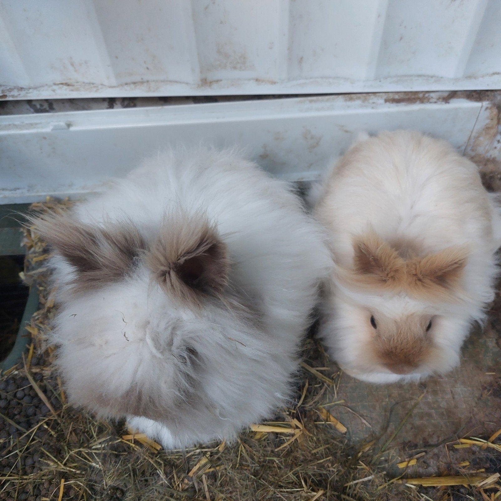 Te koop kopen lang harig angora konijnen, Meerdere dieren