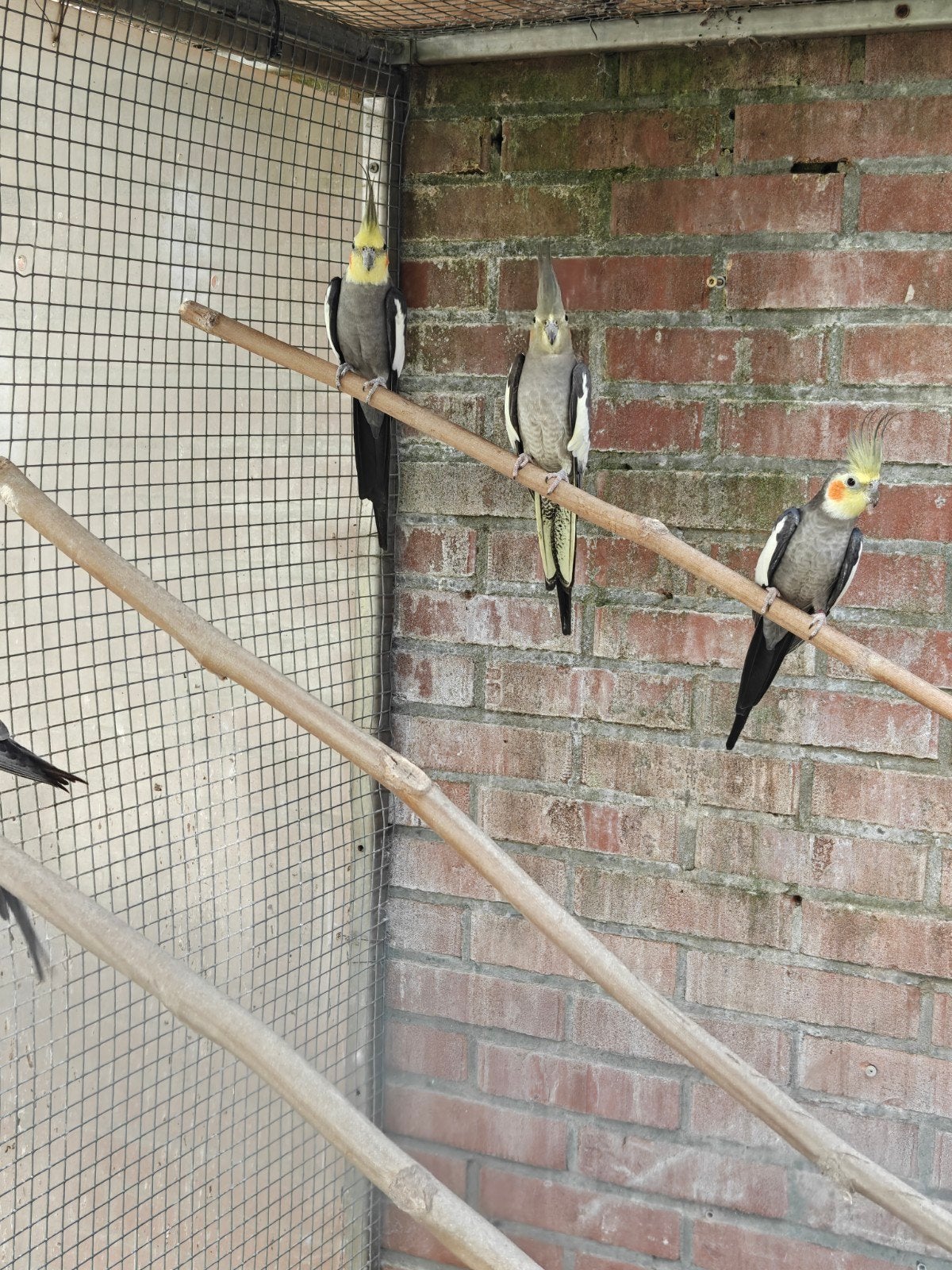 2 Broedkoppels Valkparkieten, Meerdere dieren, Parkiet